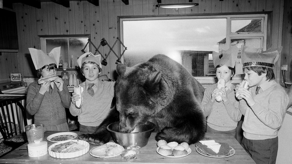 Przyjęcie świąteczne z udziałem gościa specjalnego – niedźwiadka Herkulesa – w szkole podstawowej w szkockim Dunblane, grudzień 1980 r.