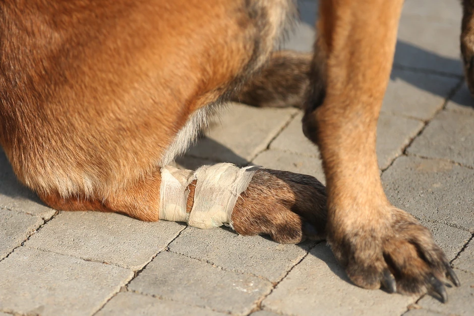 gorska služba spasavanja banjaluka tragač Tora