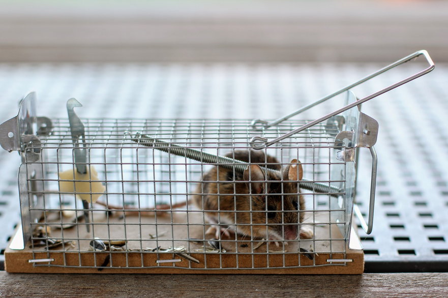 Pułapka na myszy pomaga w złapaniu niechcianego lokatora - Peggy_Marco/pixabay.com