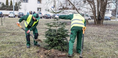 Posadzili świąteczne drzewka