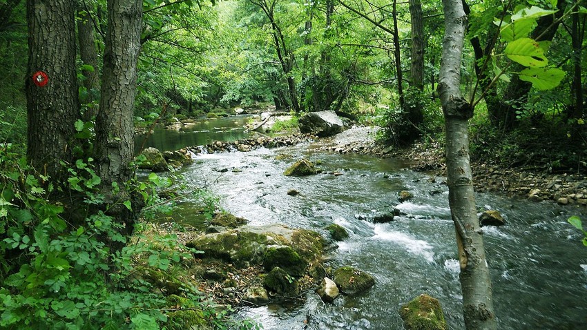 Gradac foto Wikipedia Anja Ignjatovic
