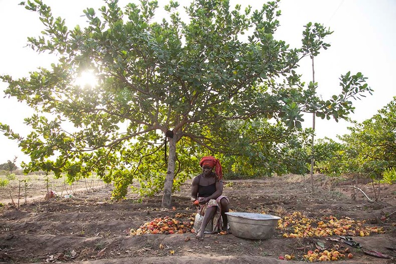 Benin's cashew crop has been completely transformed. Instead of exporting raw cashews to Vietnam for processing, they are now processed locally in Benin.