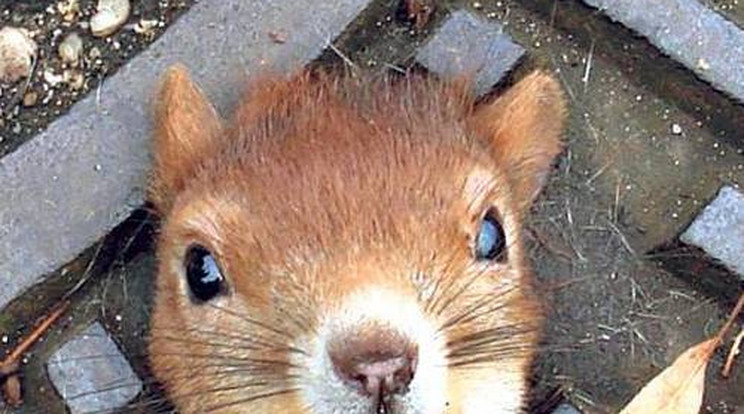 Csatornafedélbe szorult a  kíváncsi mókus