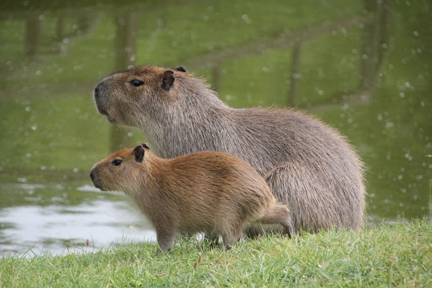 Młode kapibary w poznańskim  zoo