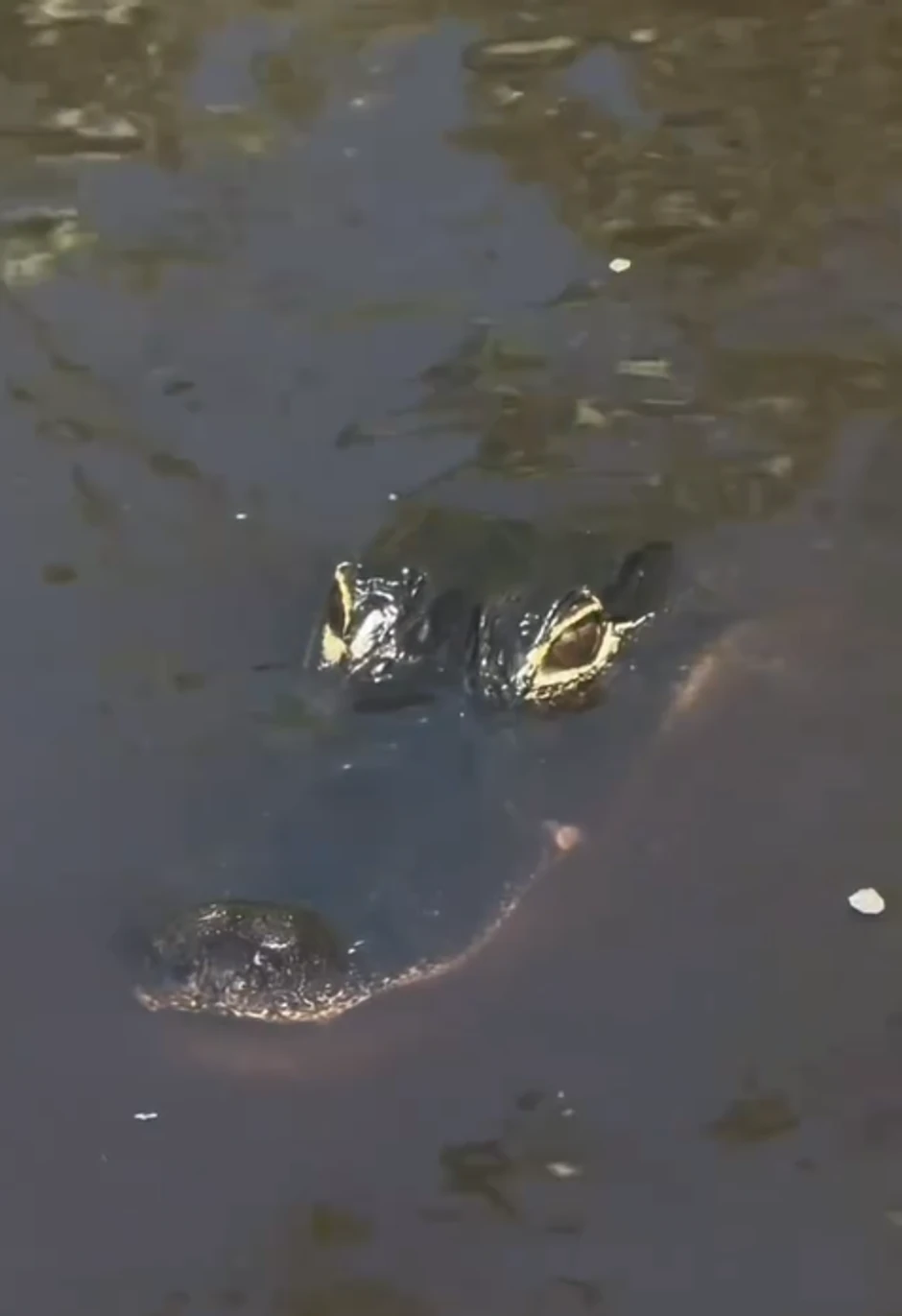 Dragana Mirković, objava