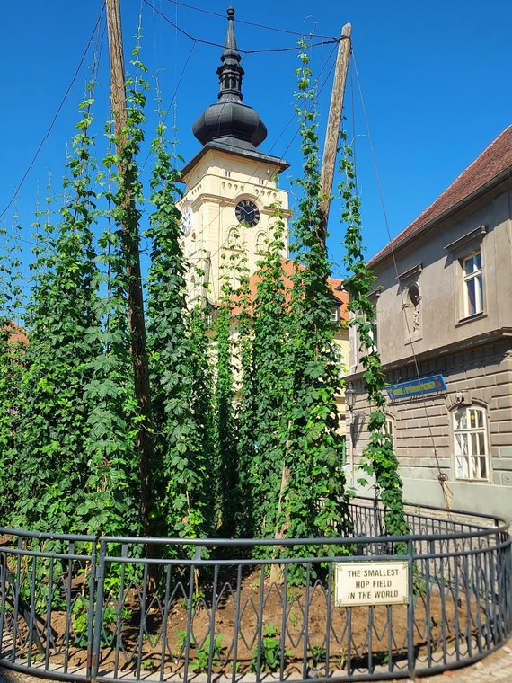 "Najmniejsza uprawa chmielu na świecie".