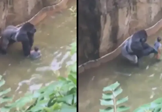 Czterolatek stanął oko w oko z gorylem. Pracownicy ZOO uratowali go, zabijając zwierzę.