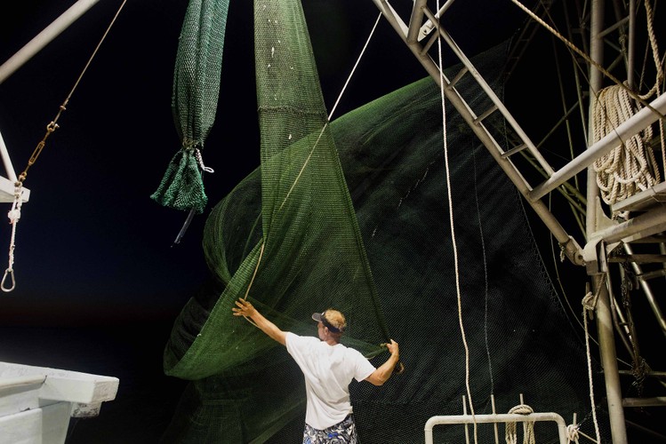 Połów krewetek przy wybrzeżu Grand Isle w Luizjanie w USA. W ciągu pierwszych 9 miesięcy 2014 roku rybacy z tego regionu złowili 36 tys. ton krewetek, najwięcej od 2003 roku.