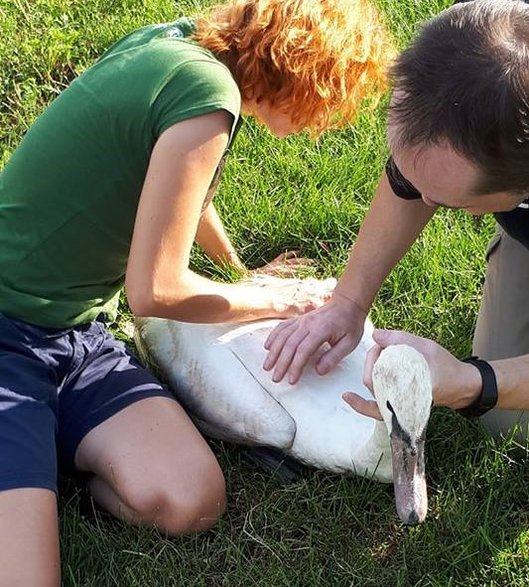 Łabędź ze Stawów Raszyńskich uratowany przed śmiercią