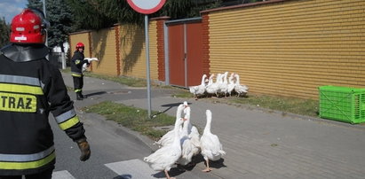 Zamieszanie w Koninie. Zbierali gęsi z drogi!