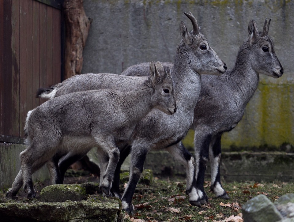 Nachury we wrocławskim zoo