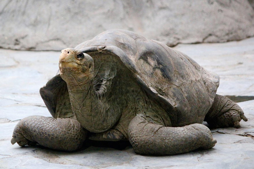 Olbrzymie żółwie są wizytówką wysp Galapagos / Pixabay