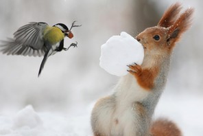 SQUIRREL AND BIRD / SQUIRREL AND BIRD /1454061