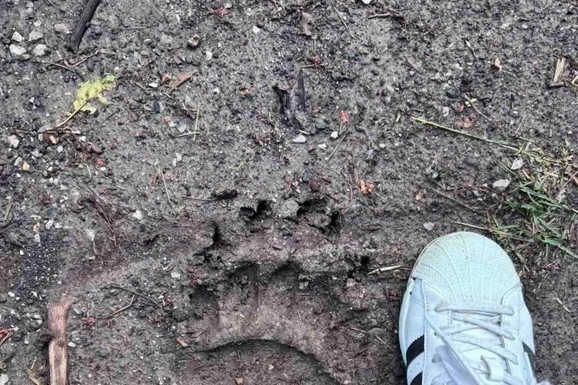 (FOTO) JEZIVI TRAGOVI ZVERI NA SVE STRANE, SVI U STRAHU "Ni sami ne znamo koliko je ovaca ubio": Meštani sela kraj Požege očajni i bespomoćni
