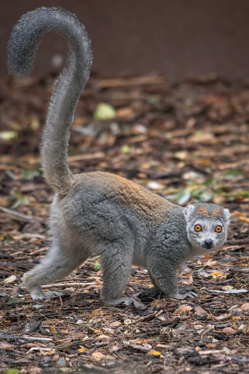 Lemur koroniasty