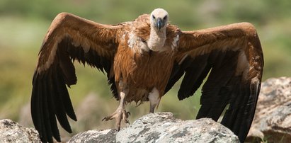 Sensacja w Nowym Targu. Leśniczy nie wierzył własnym oczom. Zrobił zdjęcie