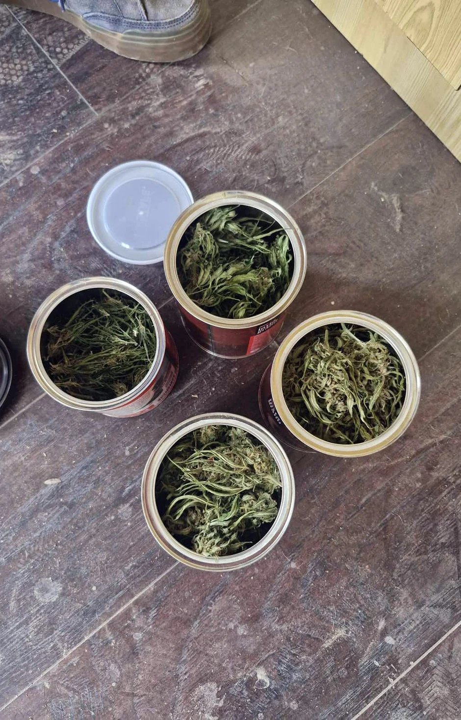 Zasad za koji se sumnja da je marihuana