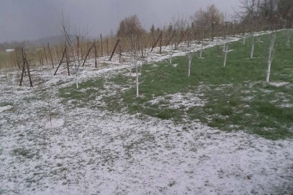 (FOTO, VIDEO) "TUKLO JE 15 MINUTA, GRAD JE BIO VELIČINE ORAHA!" Jako olujno nevreme u Prijepolju, meštani očajni, uništen im rod malina!