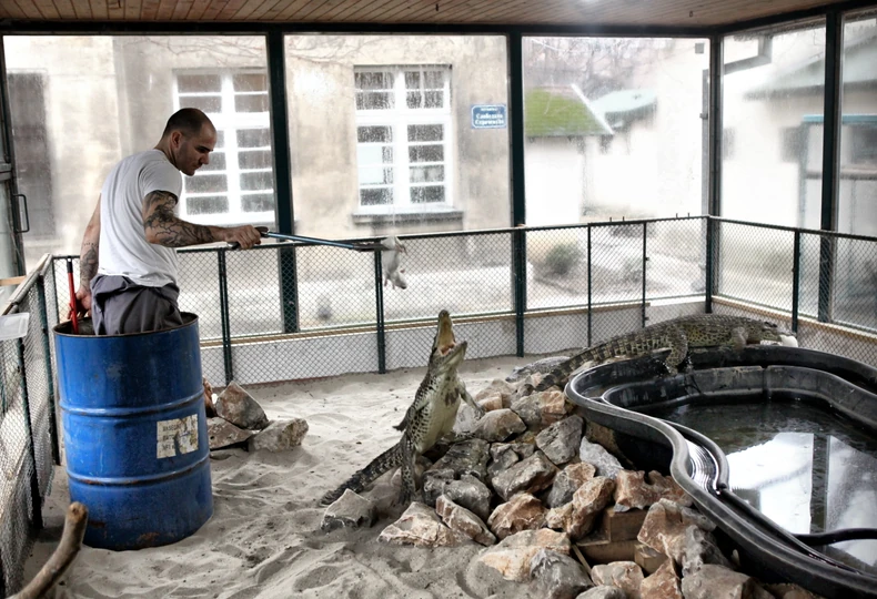 Bure kao zaštita: Aleksandar Rakočević hrani sve reptile