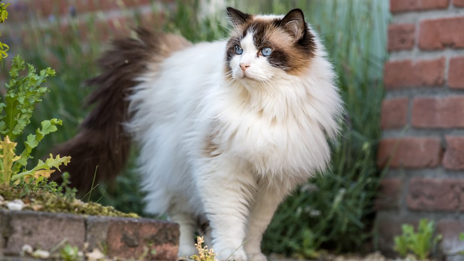 Ragdoll