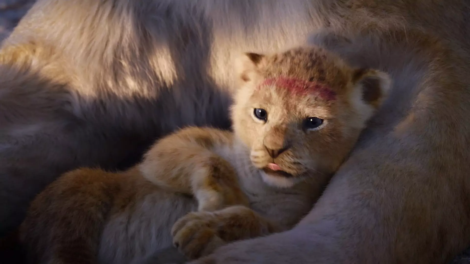 Lwica, która była inspiracją dla stworzenia Simby z "Króla Lwa" - jest tak samo urocza