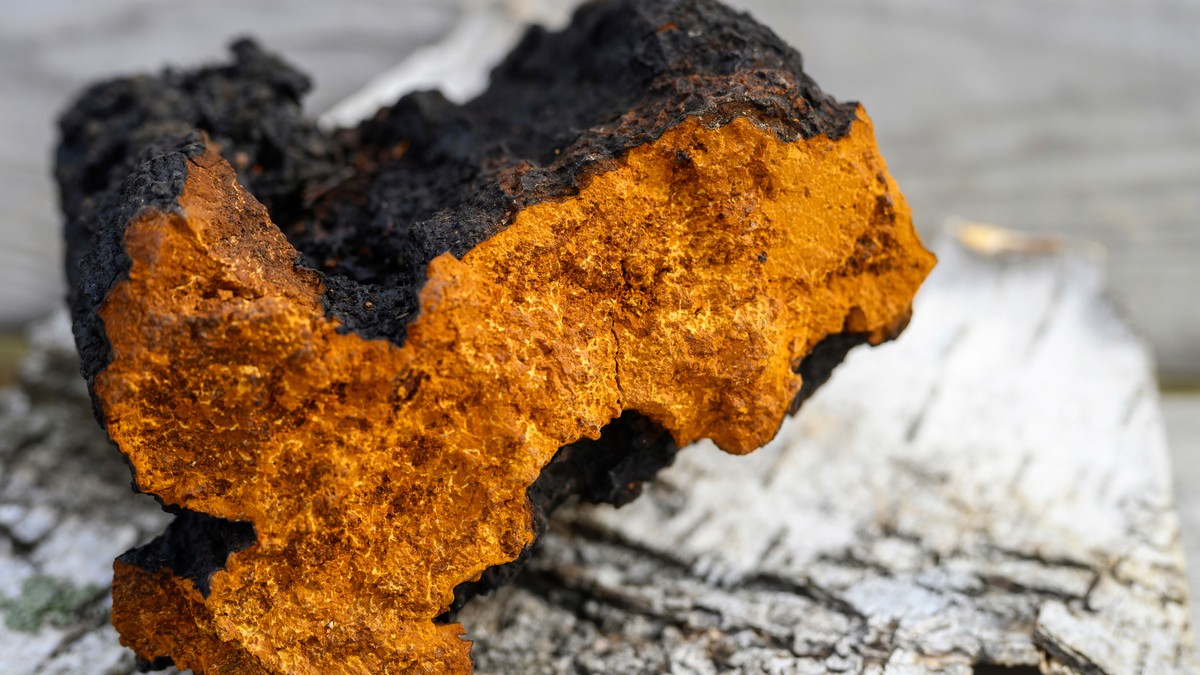 Čaga pečurka - crno zlato iz Sibira: Ruski eliksir koji jača telo, ali nosi i skrivene rizike