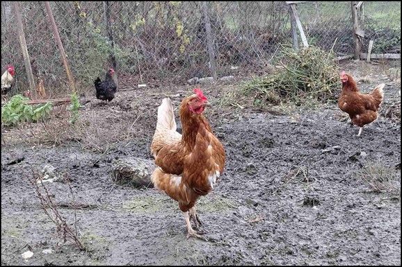 (FOTO) Moravka je neobični kućni ljubimac i nosi - ZELENA JAJA: Ova boja je retka, a postoji i jedno narodno verovanje
