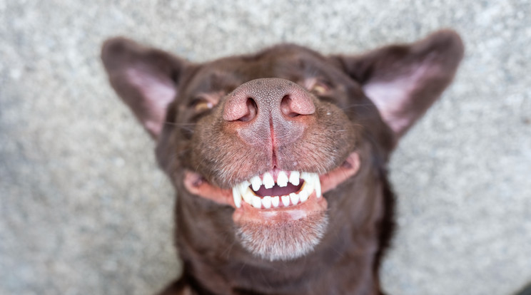 A kutyák egészségének megőrzése miatt fontos a rendszeres fogápolás is /Fotó: Shutterstock