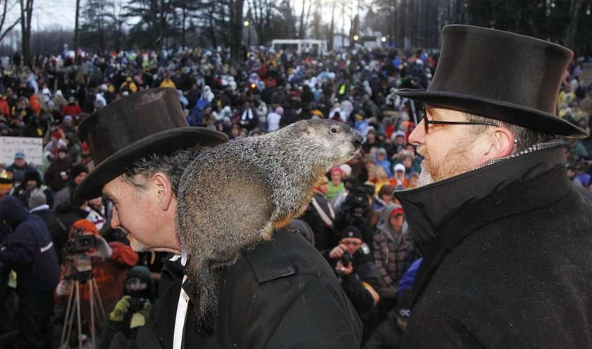 Dzień Świstaka. Ten gryzoń wie, jak długo potrwa zima!