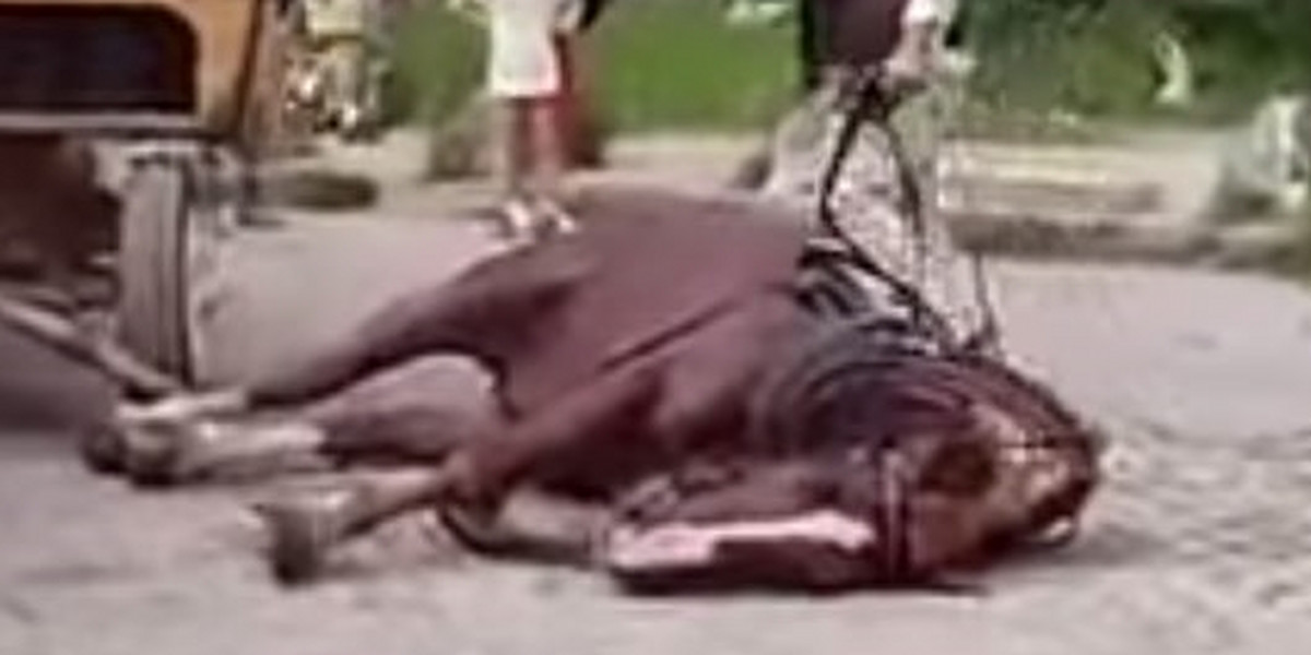 Koń padł w Tatrach