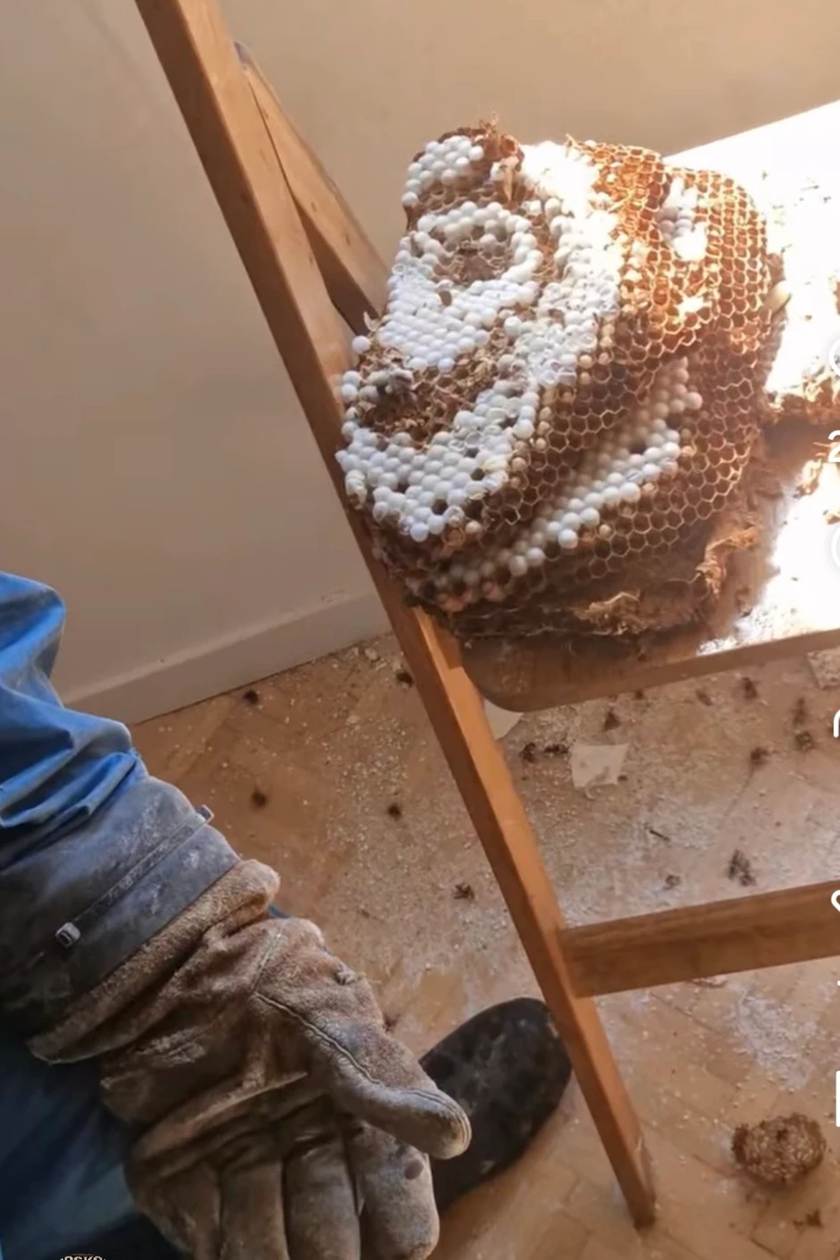 Larve stršljenova samo što se nisu izlegle