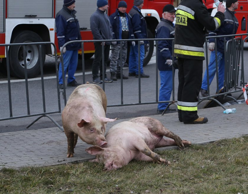 Wypadek. Przewrócił się tir ze świniami