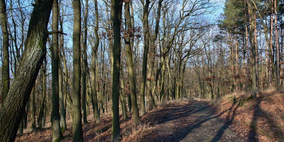 Rozszarpane zwłoki w lesie. Makabryczne znalezisko na grzybobraniu