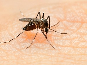 Nem fog kitörni Zika-járvány