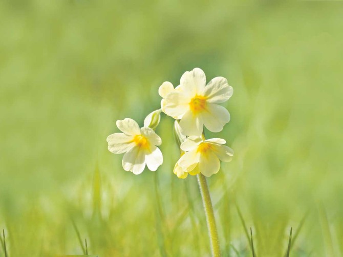 6681_jagorcevina-03_shutterstock_28773883