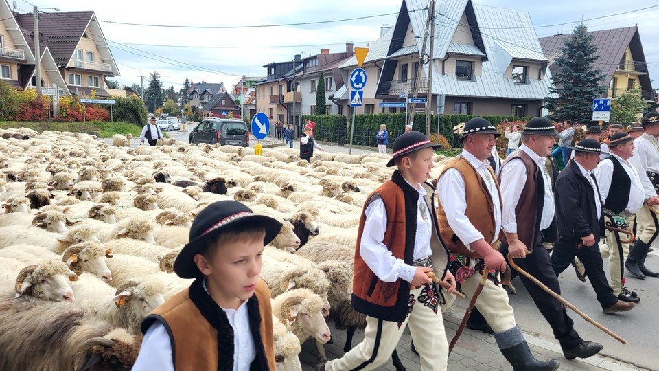 Jesienny redyk owiec przeszedł przez Nowy Targ