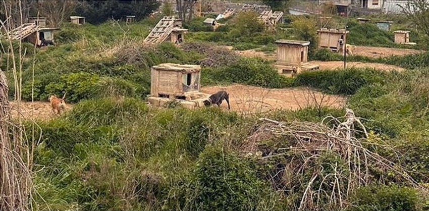 Psi prisiljeni da leže na kamenju