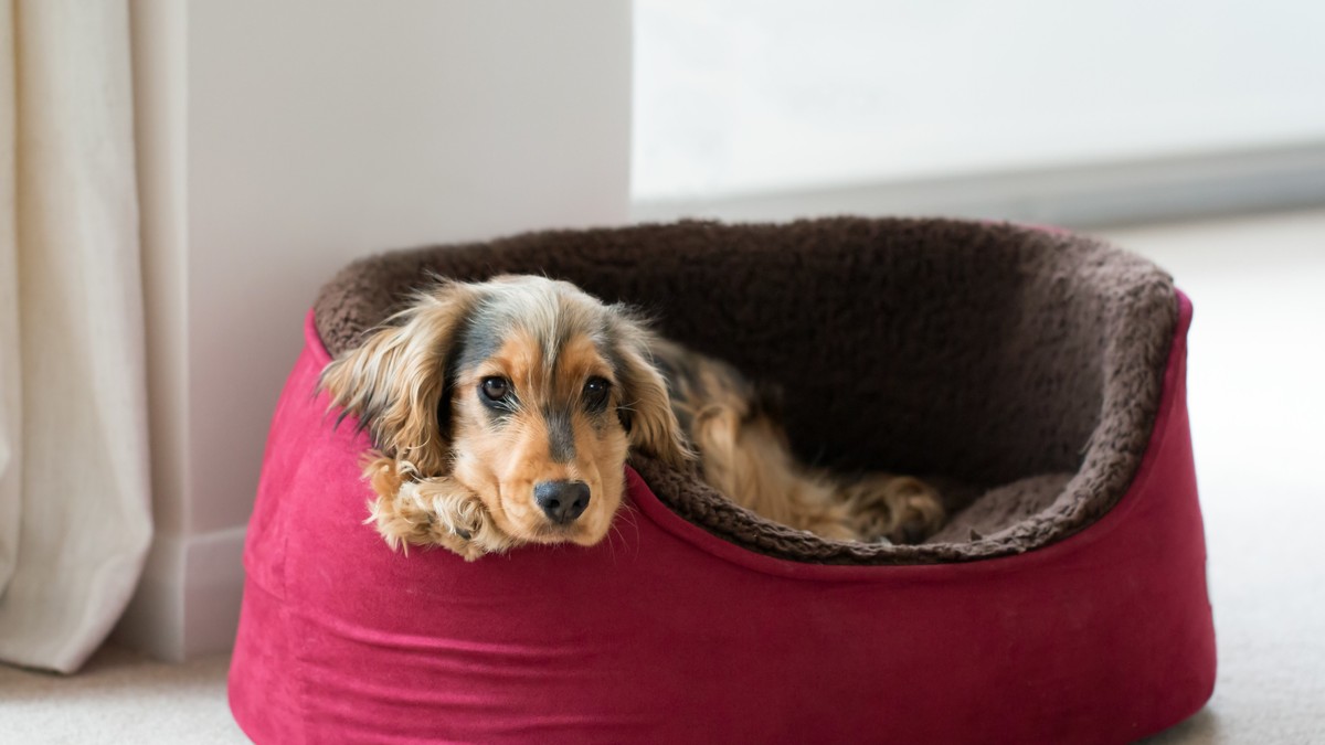 Genijalan trik od samo 120 dinara rešava smrad psećeg kreveta