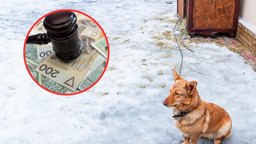100 tysięcy złotych kary dla właściciela psa za trzymanie go na łańcuchu. służby sprawdzą warunki bytowe