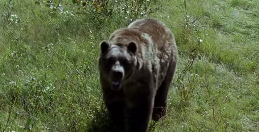 Zwierzęta grające w reklamach i filmach