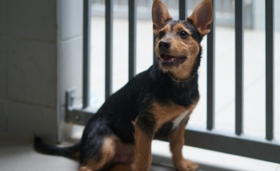 Większe kojce i lepsze warunki. Ruszyła przebudowa schroniska