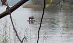 Tajemnica dzika „surfera” rozwiązana. Będziecie zaskoczeni!