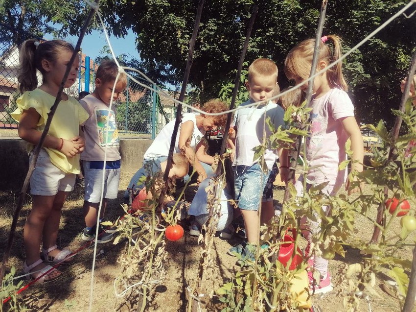 Stigao prvi paradajz u dečjoj bašti