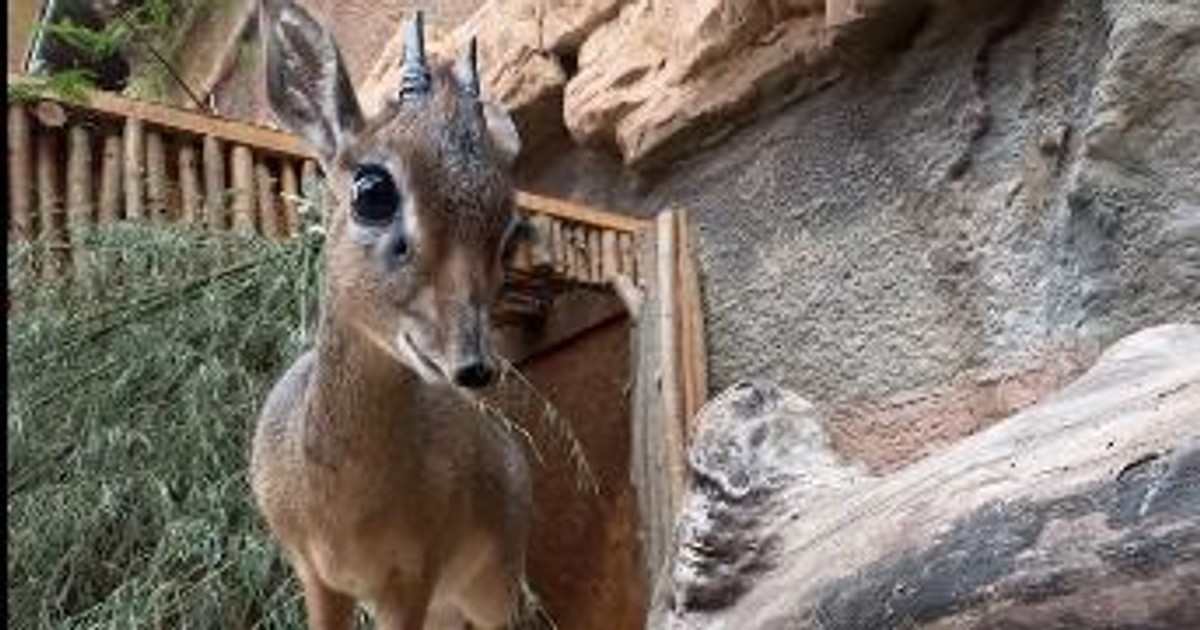 Pomoże zwiększyć stado dikdików – nowe we wrocławskim zoo