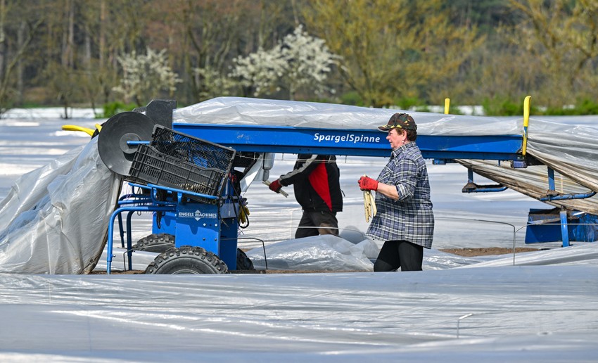 Polje špargli u Nemačkoj