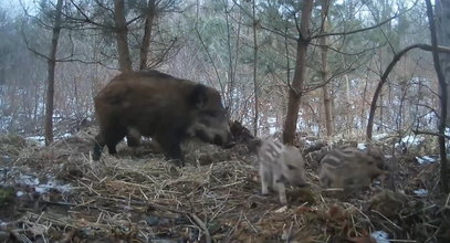 Locha z małymi przyłapana w barłogu. Ten widok wzrusza