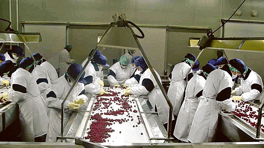 Pojedine hladnjače su u objavi na društvenim mrežama već upozorile malinare da zbog rizika na tržištu ne očekuju visoku otkupnu cenu maline