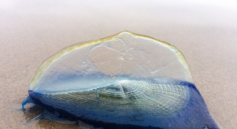 Closeup on Velella Velella sitting on sand after washing up on shore.Getty Images