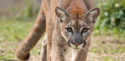 Puma zaatakowała chłopca. Co zrobiła jego matka?