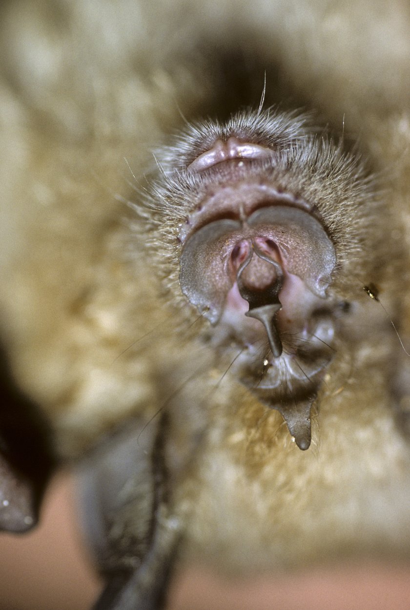 Podkowiec śródziemnomorski (Rhinolophus euryale)